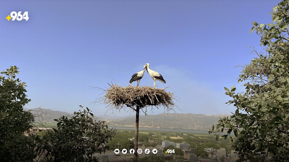 گوندێک جەژن بۆ هاتنەوەی حاجی لەقلەقەکان دەگێڕێت