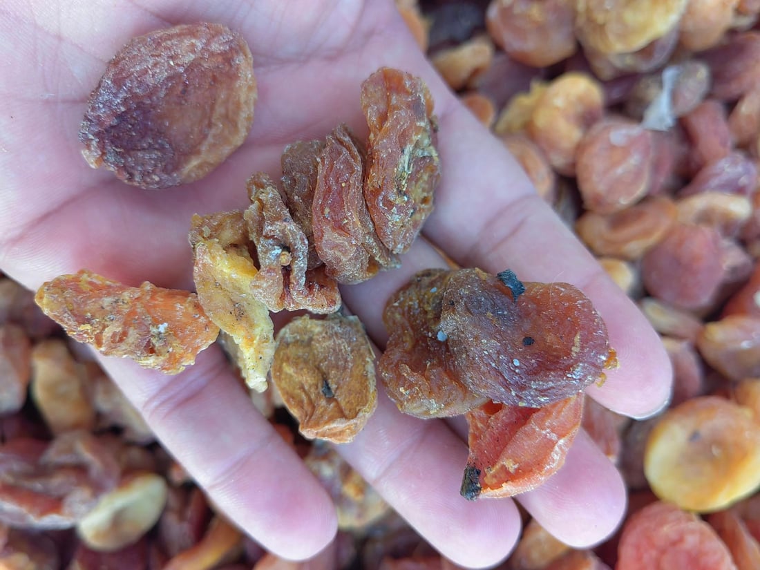 تۆنێک قەیسی وشککراوی کرم لێدراو و 150 کیلۆ ماسی خراپبوو دەستیان بەسەرداگیرا