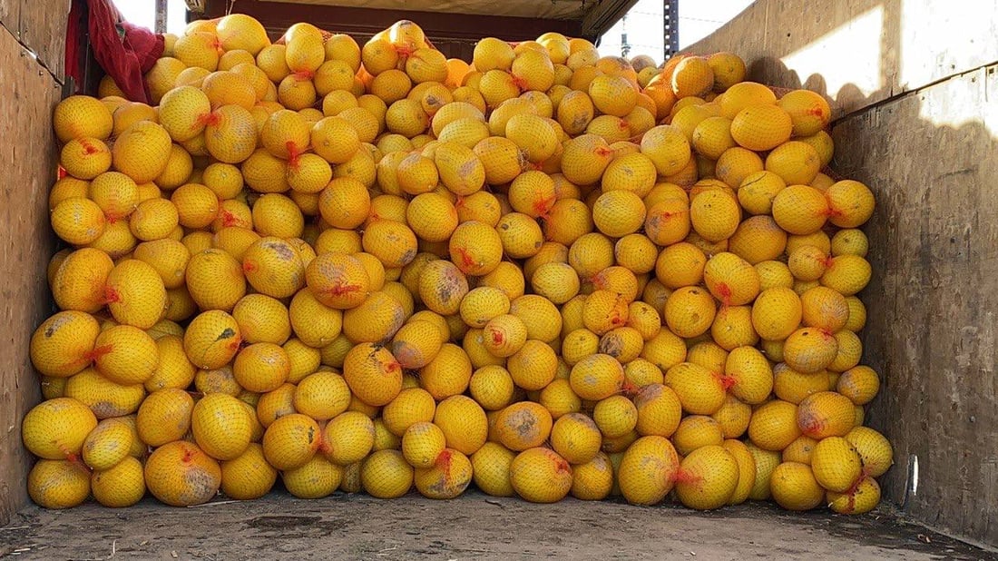 الناصرية: البطيخ الإيراني ضيف ثقيل على العراقي مع نهاية الموسم (صور)