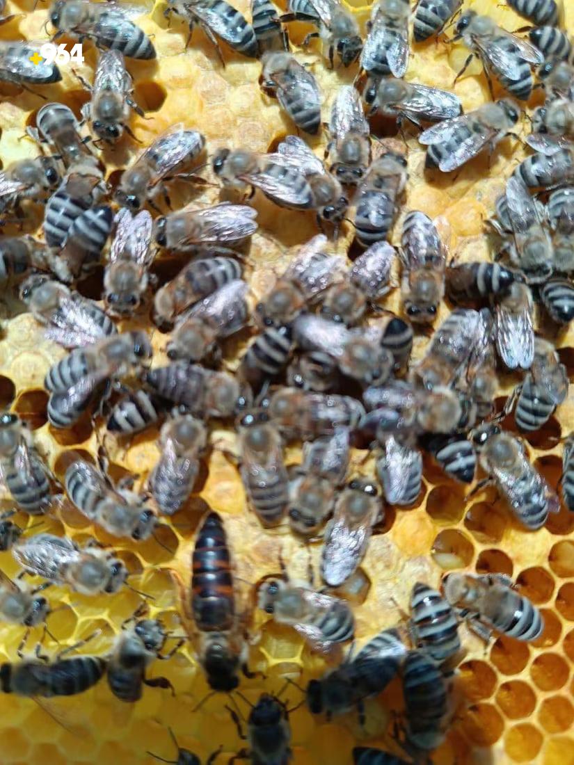 964mediaصورة من منصة (شبكة): 