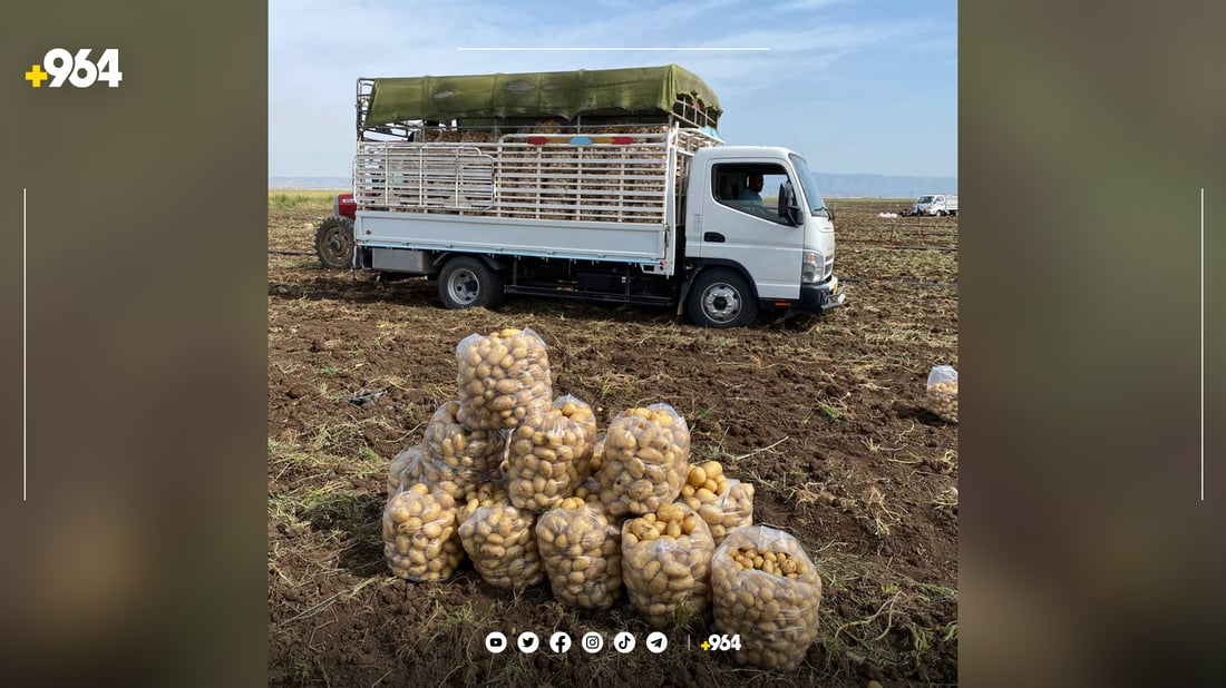 ئەمساڵ لە سنووری دهۆک 45 هەزار دۆنم زەوی کراوەتە پەتاتە