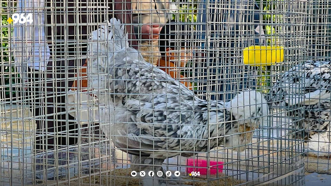 نرخی مریشکی رەسەن لە هەولێر گەشتووەتە 2000 دۆلار
