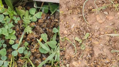 لە گوندێکی ئامێدی 30 سندوق مێش هەنگ مرداربوونەتەوە