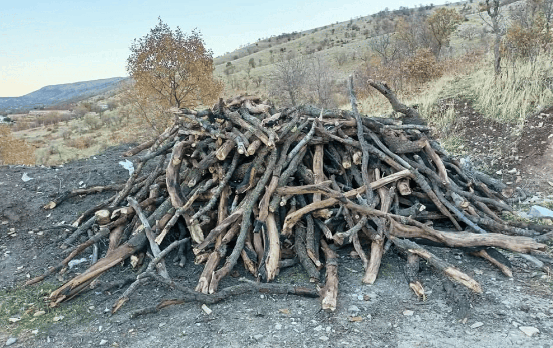 سێ کەس بەهۆی داربڕینەوە دەستگیر کراون 