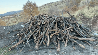 سێ کەس بەهۆی داربڕینەوە دەستگیر کراون 