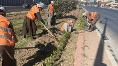 بە رواندنی پایزە سلێمانی سەوزتر دەکەن 
