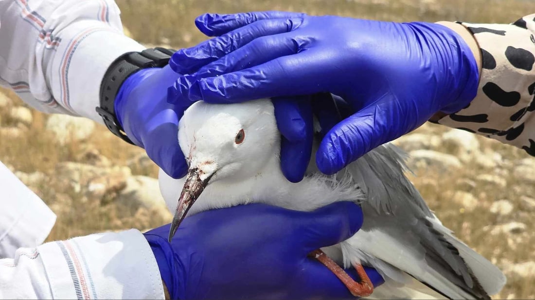 مانگى رابردوو نۆ كه‌س له‌ دوكان ده‌ستگیركراون