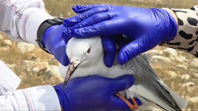 مانگى رابردوو نۆ كه‌س له‌ دوكان ده‌ستگیركراون