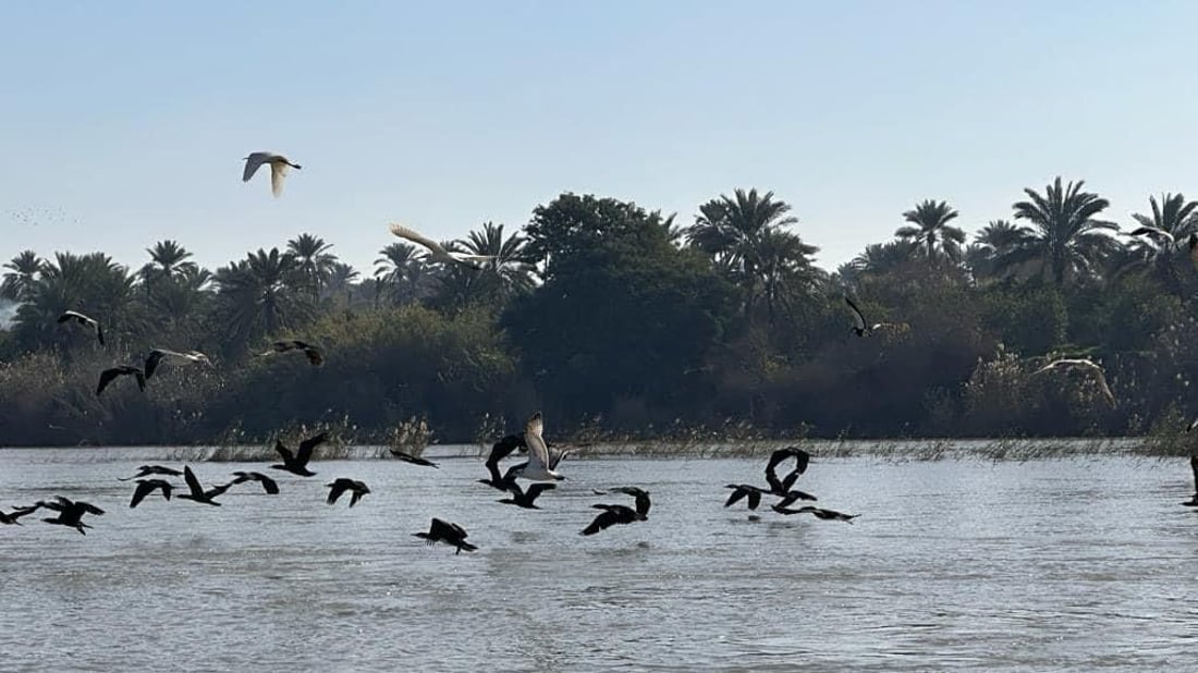 صور: سلحفاة الفرات لا تداوي الضعف الجنسي.. من يصيد “الرفش” عقوبته جسيمة في ديالى