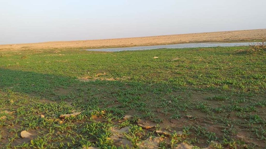 صور: صحراء السماوة تحولت إلى مروج خضراء.. والكشافة نصبوا الخيام (صور)