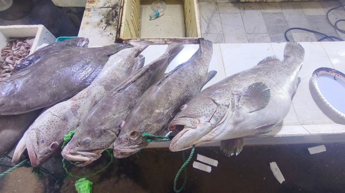 الهامور يسيطر على مزاد الفاو الكبير.. 5 أطنان وصلت من البحر والكيلو 10 آلاف دينار