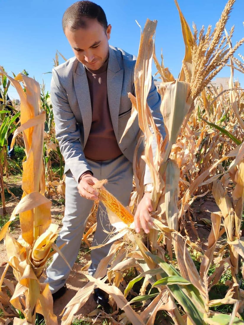 ازرعوا حقولكم بالذرة الصفراء فهي مربحة وتفيد التربة.. نصائح إلى مزارعي تلعفر