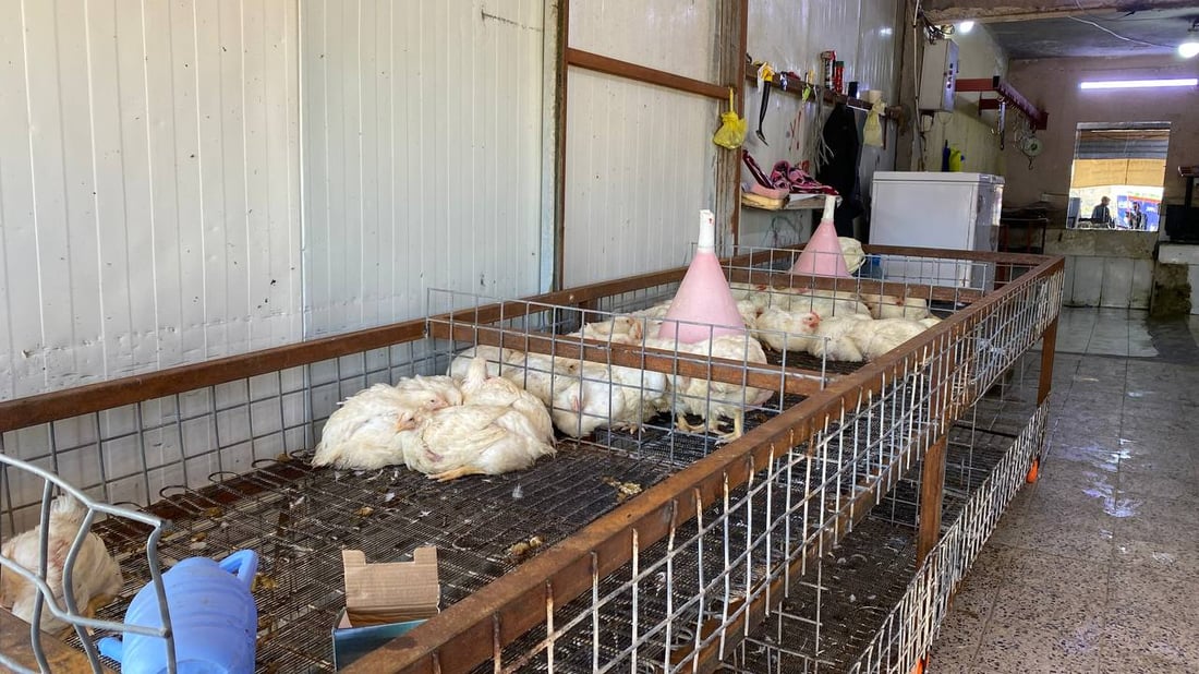 صور: قصابو أبو غريب أغلقوا محالهم بسبب ارتفاع الأسعار.. ودجاج أربيل أنسب البدائل