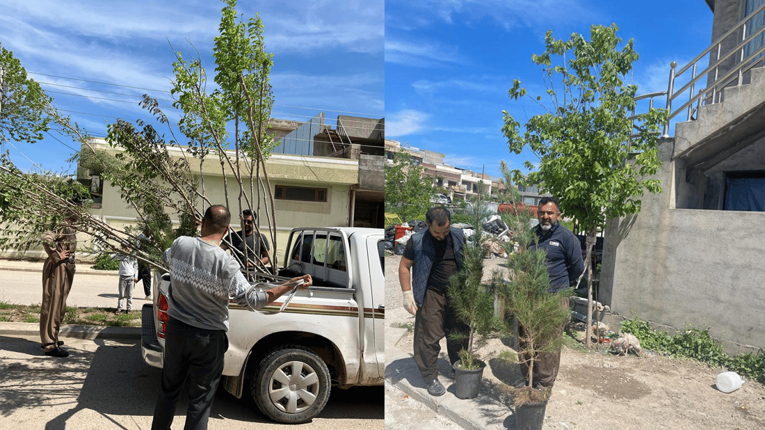 لە سلێمانی بە مەرجی خزمەتکردن و پاراستن نەمام دابەش دەکرێت