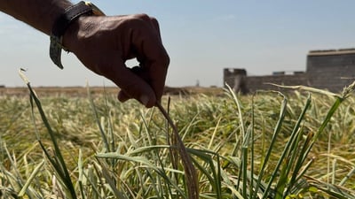 فيديو من أول حقل رز عنبر في الصحراء.. “ادعموني لأضاعف الكمية”