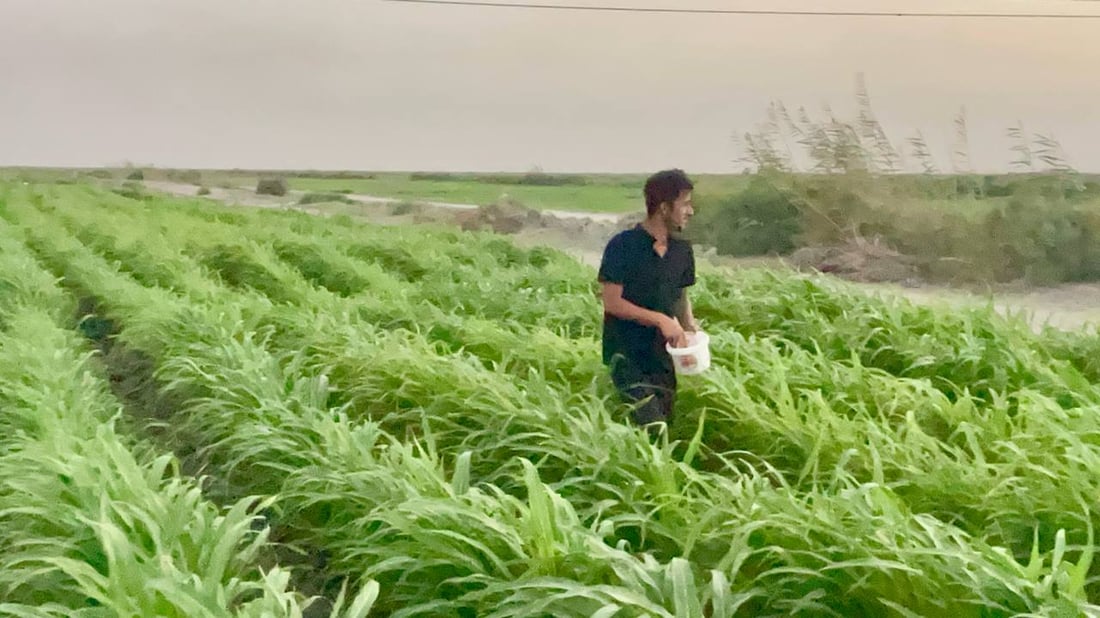 صور من بساتين شمال البصرة: نزرع كل شيء لكن الحكومة تدعم الزبير فقط!