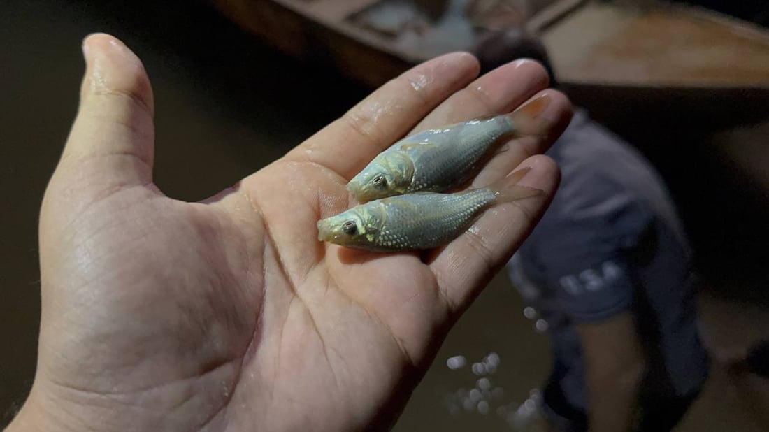 چوار هەزار پەنجە ماسی کرایە بەنداوی ئەڵوەنەوە