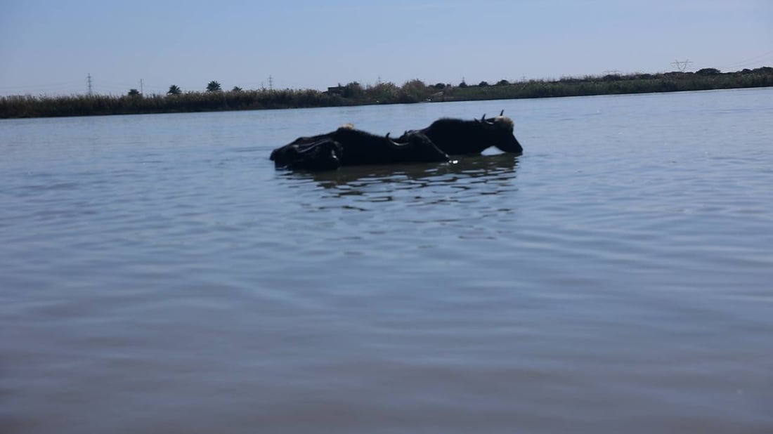 كل جاموسة تلتهم 15 كغم يومياً.. الجفاف انتهى والأعلاف بقيت غالية في الكوت