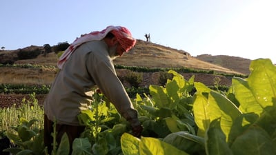 تبغ سنجار 3 أنواع  وبغداد حجزت التتن مسبقاً.. شاهد “خياطة” أوراق التدخين العملاقة