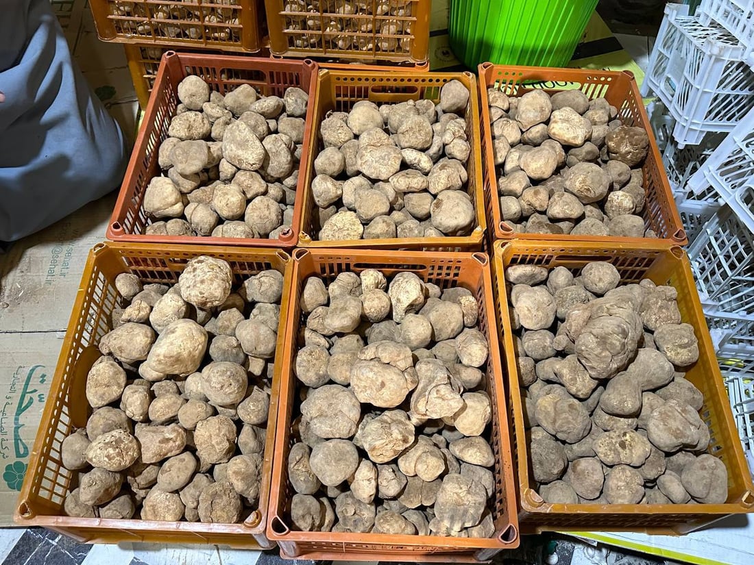 تلفون بصرة كويت لا يهدأ.. كمأ “أحرگ” بـ125 ألفاً من الأنبار حتى الزبير (صور)