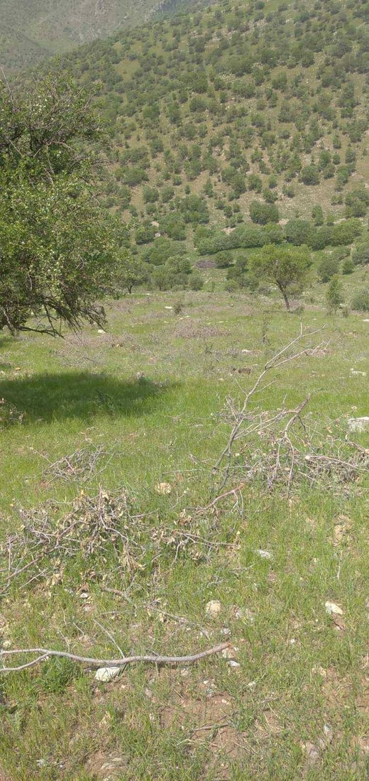 لە گاپێڵۆن و تەوێڵە ژمارەیەک داری سەوز و باڵابەرز بڕدرانەوە