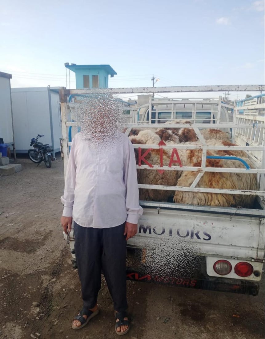 چوار ئۆتۆمبێل بە ئاژەڵی قاچاخەوە دەستیان بەسەرداگیرا