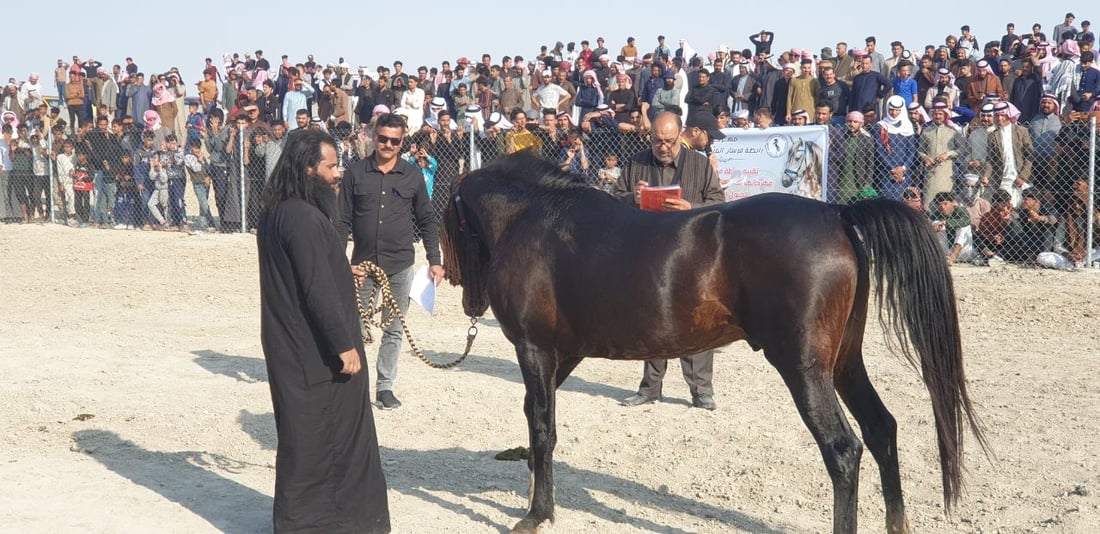 الزلزال والجنرال للقوة والسحر.. موجة ولع بالخيول تجتاح العراق وشهادات من السماوة