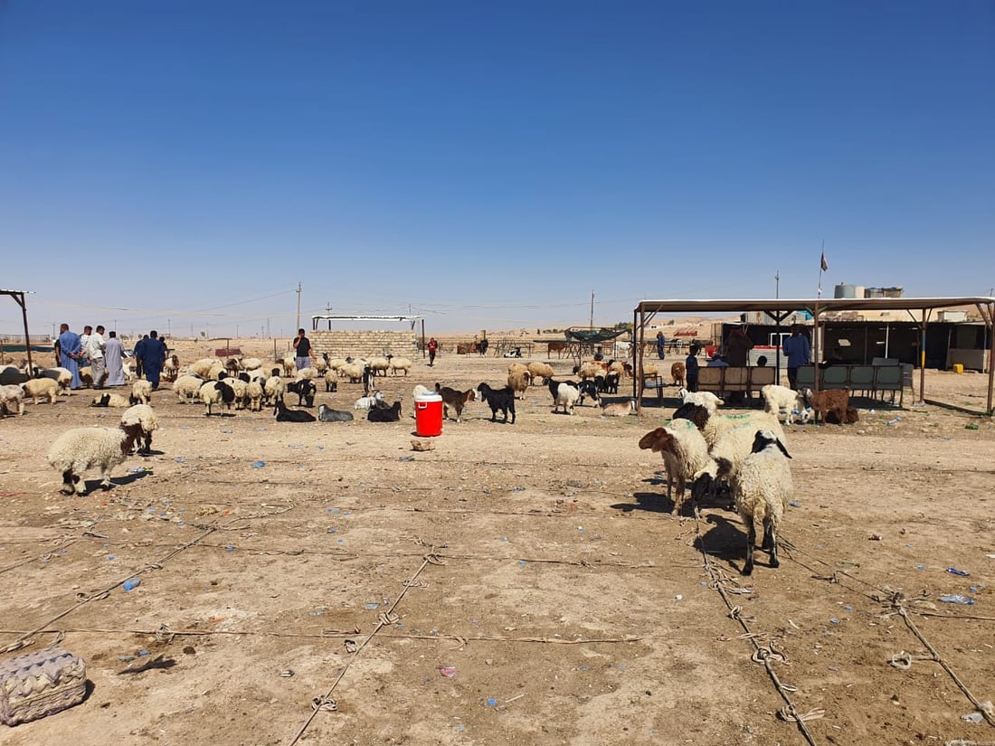 مقارنة بين أعداد المواشي في تلعفر خلال 3 سنوات: 11 حصاناً وبعير واحد! (صور)