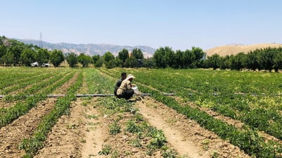 جوتیارانی پێنجوێن لە جەژنیشدا نەیانتوانی مەزراکانیان جێبهێڵن