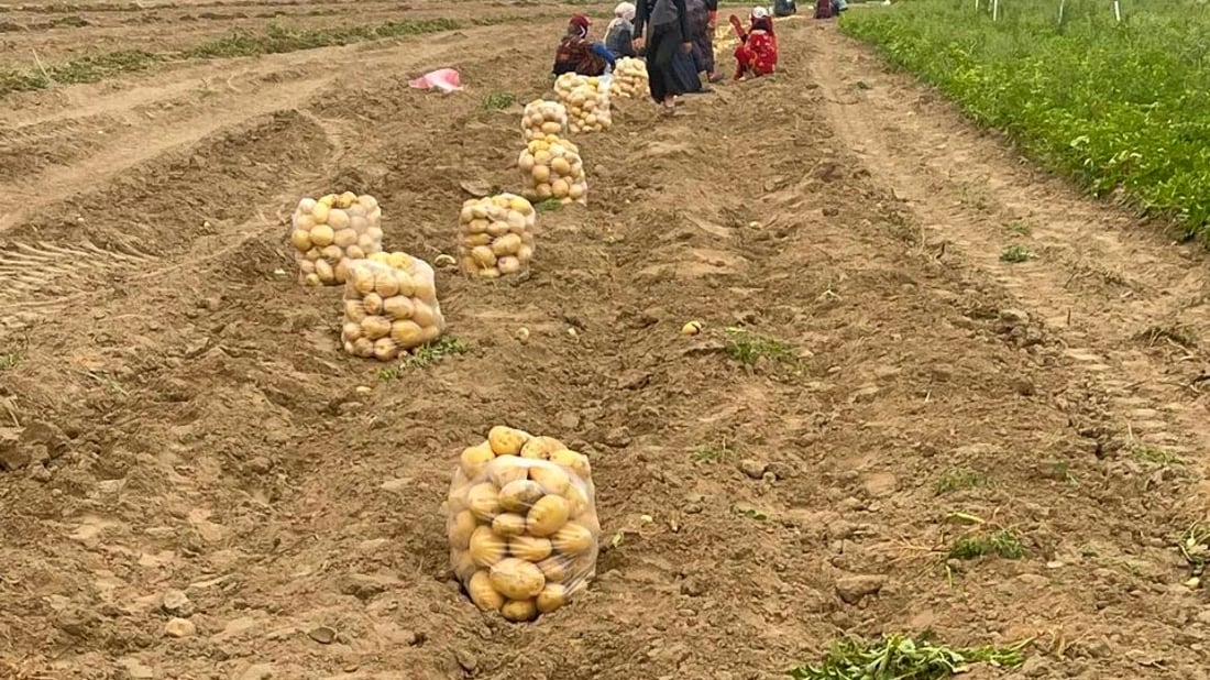القائم تحتفل بموسم البطاطا: عام رائع وبغداد ستتذوّق حصاد “الديرة” (صور)