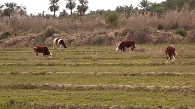 فيديو: الأمطار تنعش أرياف ميسان.. مربّو الماشية متفائلون بشراء “العجول”