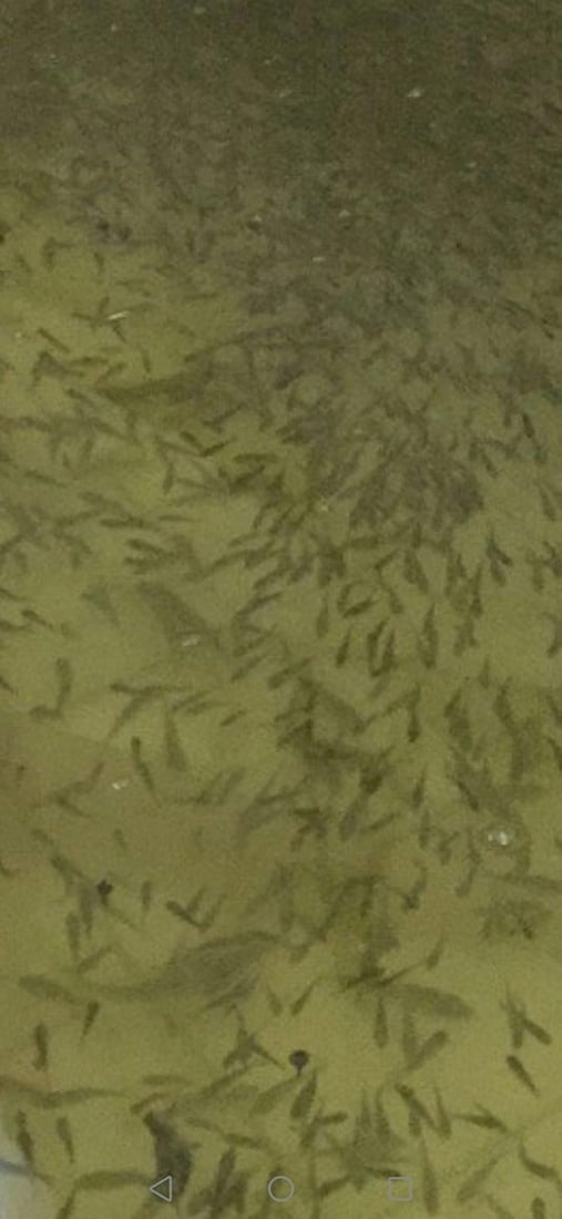 له‌ سلێمانى په‌نجه‌ماسی به‌ سستمى نیمچه‌ ده‌ستكرد به‌رهه‌م هات