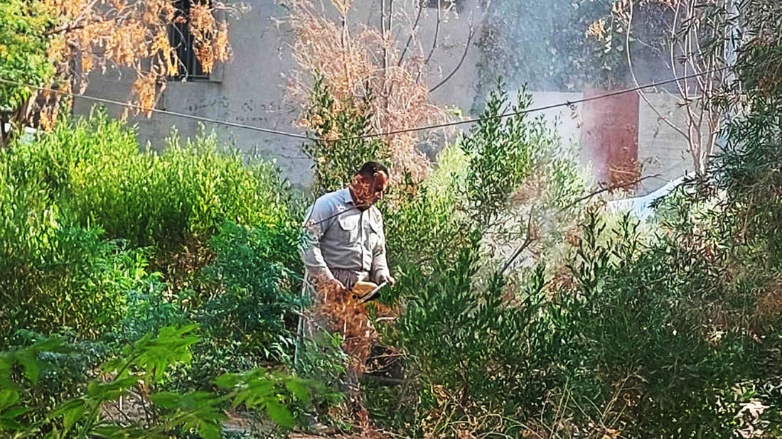 شاره‌وانى ده‌ربه‌ندیخان ده‌ستى به‌داره‌ وشكه‌كاندا هێنا و داری دیكه‌ى لە شوێنیان چانده‌وه‌