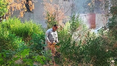 شاره‌وانى ده‌ربه‌ندیخان ده‌ستى به‌داره‌ وشكه‌كاندا هێنا و داری دیكه‌ى لە شوێنیان چانده‌وه‌