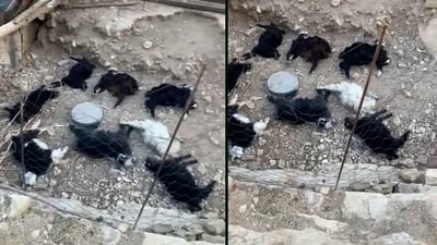 لە قەزای ئاکرێ گورگ هەشت سەر بزنی ئاژەڵدارێک دەخنکێنێت