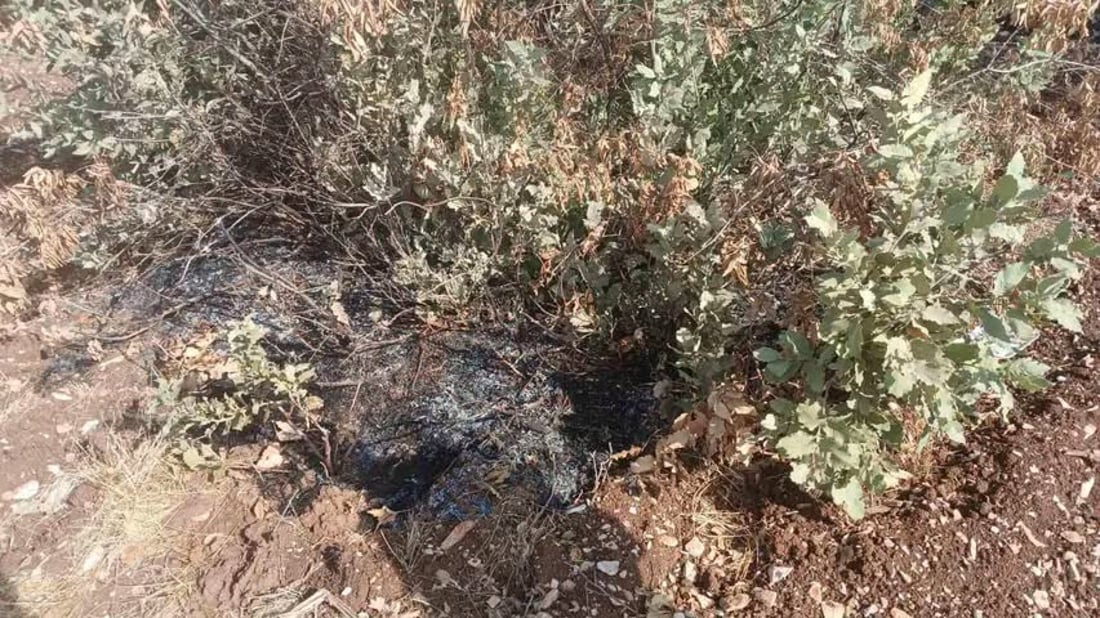 کۆمەڵێک داری تەڕی بڕییەوە و بنەکانیشی سووتاندن؛ دەستگیر کرا