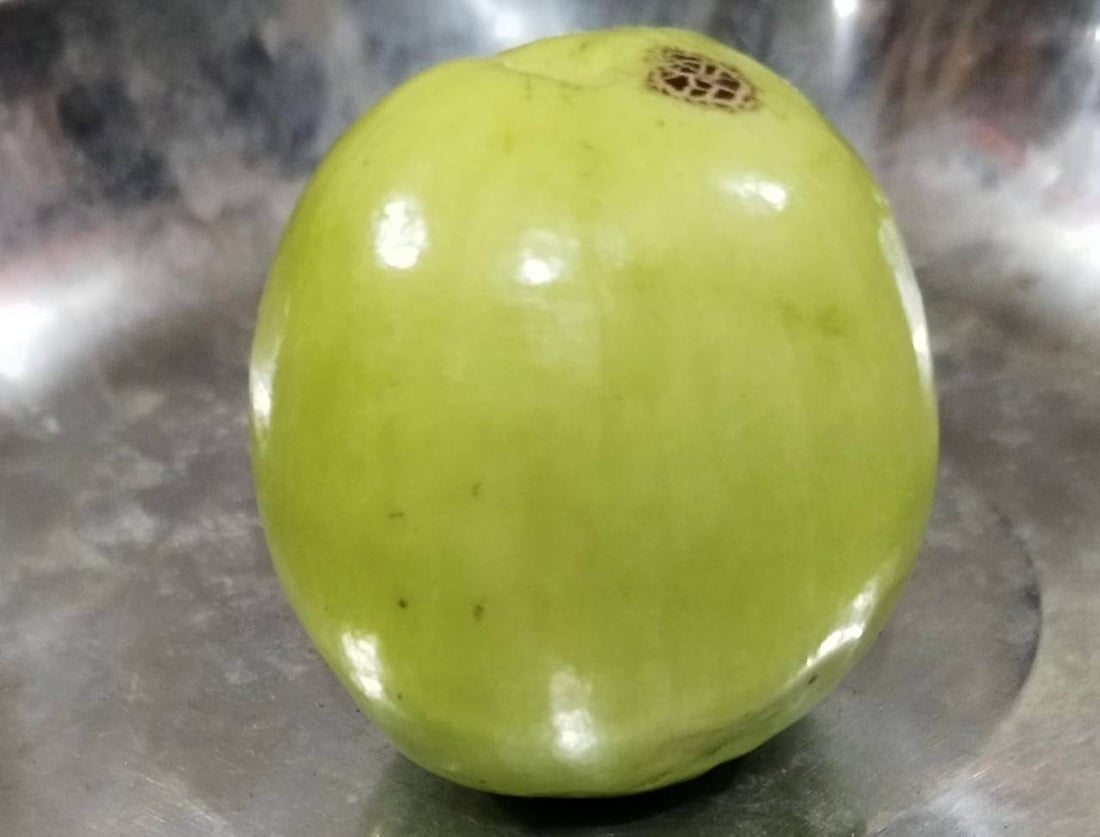 صور: مزارع بصري ينجح بتطعيم النبق التايلندي.. ثمرة بحجم كف اليد وكل 10 حبات كيلو!