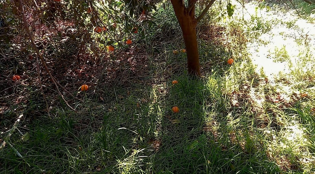 تهاجم بلا رحمة ولا حلول.. بساتين كربلاء تستغيث من “الذبابة الملعونة” (صور)