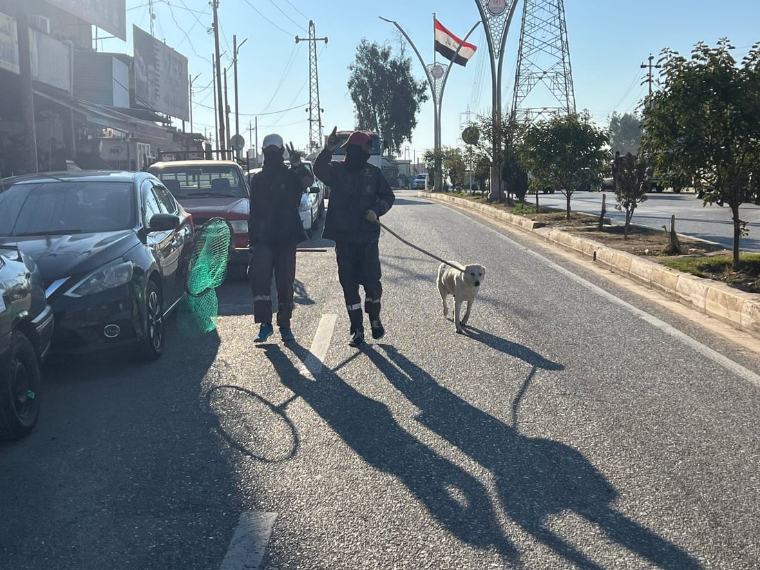 دوبز وه‌كو كه‌ركوك ناكات سه‌گه‌ بێلانه‌كان بكوژێ