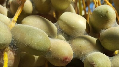 الأنبار تحارب “عنكبوت الغبار” فوق النخيل