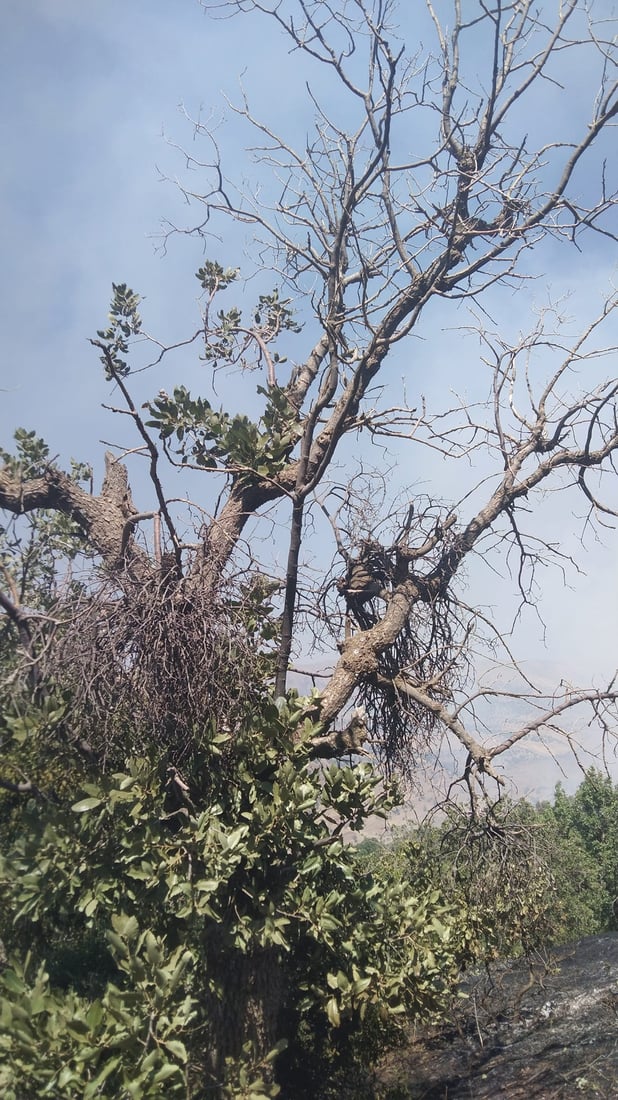 به‌ڕوو و مازووه‌كانى سنوورى ناحیه‌ى سیوه‌یل توشی نه‌خۆشی بوون