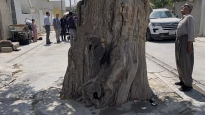 Sulaymaniyah announces project to identify region’s oldest trees