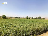 بامیه‌كه‌ی بەردەڕەش پێگەیشت و نرخیشی لە بازاڕەکاندا ...