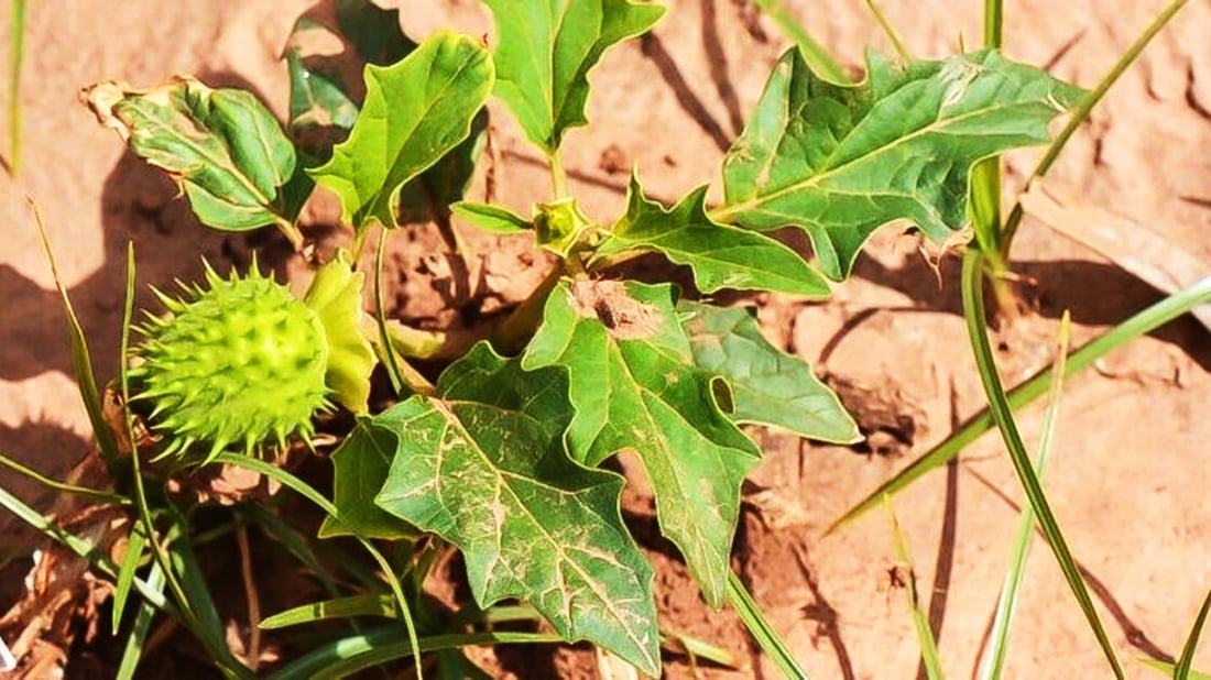 له‌ به‌غدا ده‌ست به‌سه‌ر 13 دۆنم زه‌وی چێندراو به‌ مادده‌ی هۆشبه‌ر گیرا
