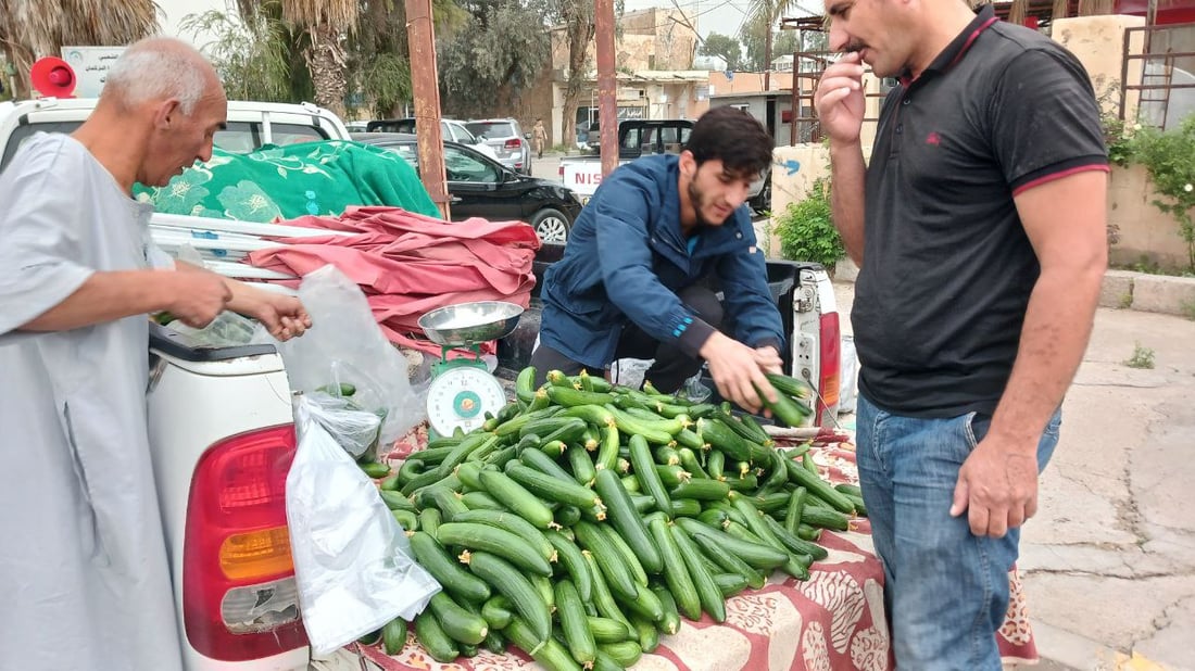 صور من داخل بيوت الخيار العراقي.. مذاقه حلو ورائحته شهية ولا مقارنة مع المستورد