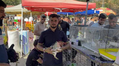 بازاڕی قەل و قاز و پەلەوەری کوردی گەرمە و لەگەڵ کەش ساردی نرخیان بەرز دەبێتەوە