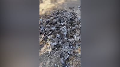 مشاهد صادمة لنفوق آلاف الطيور في بابل.. السلطات تحقق مع مخزن حبوب