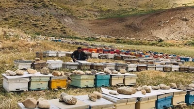 سیدەکان کەشەکە لەباربوو پێنج هێندە هەنگوینەکەی زیادی کردووە