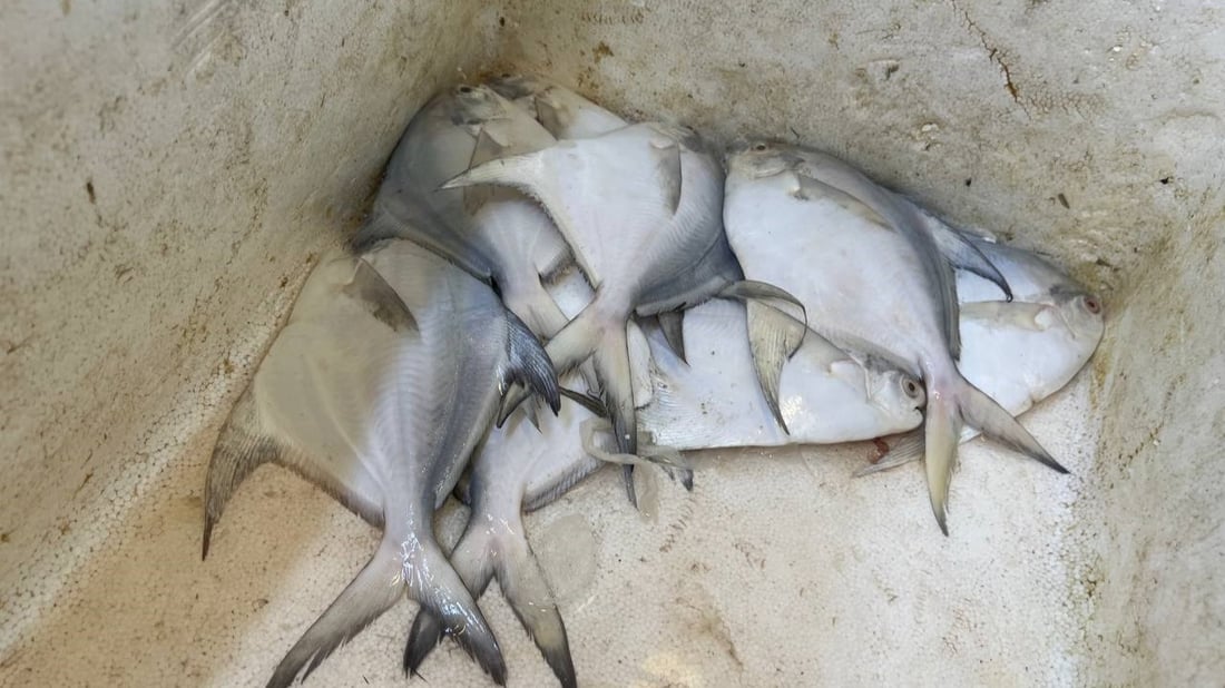 أسماك النهر والبحر متوفرة في الأعظمية.. أسعار 20 صنفاً من محل القبطان (صور)