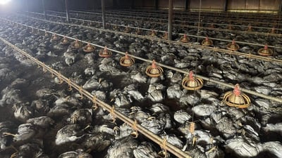 لم يتبقّ إلا 3.. نفوق 27 ألف دجاجة جراء حريق التهم حقلاً في السليمانية (صور)